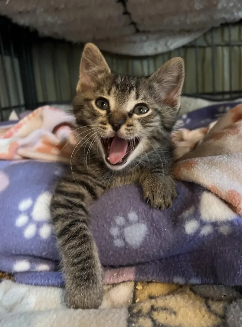 A baby small-sized male Domestic Short Hair cat named Pixie for adoption in Sneads Ferry, NC