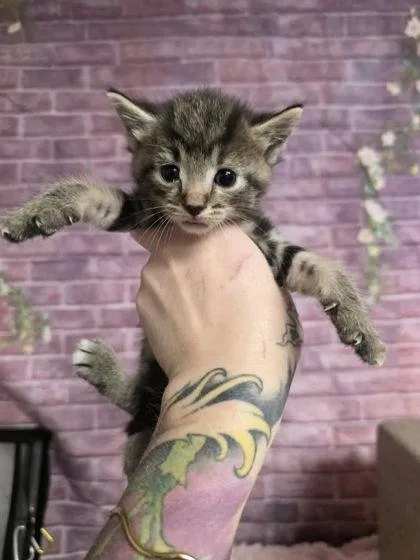 A baby small-sized female Domestic Short Hair cat named Tiptoe for adoption in Houston, TX