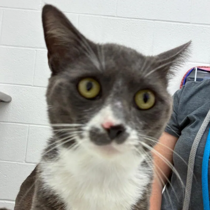 An adult large-sized male Gray / Blue / Silver Domestic Short Hair cat named Stetson for adoption in Corpus Christi, TX