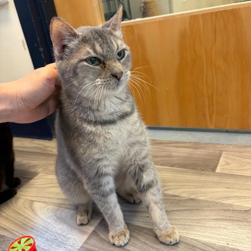 An adult medium-sized female Gray / Blue / Silver Domestic Short Hair cat named Stormy w Soot for adoption in Morrisville, VT