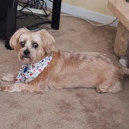 A senior small-sized female Shih Tzu dog named Cinderella for adoption in Indianapolis, IN