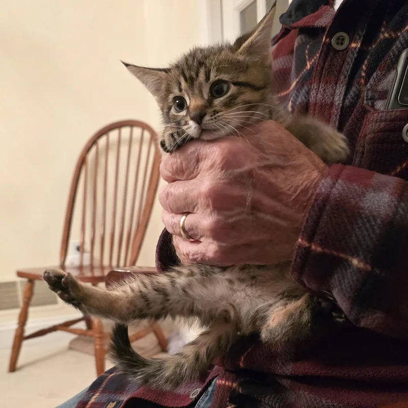 A baby medium-sized male Tabby (Brown / Chocolate) Domestic Short Hair cat named Tommy for adoption in Lemoyne, PA