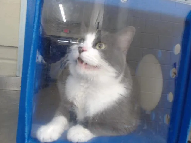 An adult small-sized male Domestic Short Hair cat named Tommy for adoption in Orlando, FL