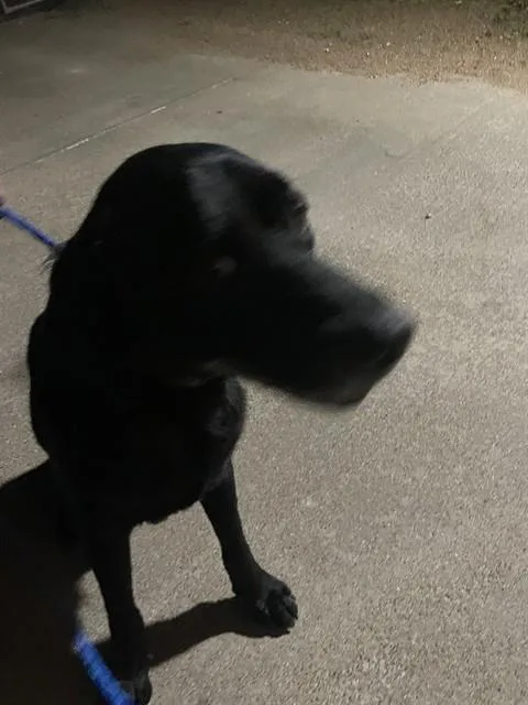 An adult medium-sized male Labrador Retriever dog named Marco for adoption in Killeen, TX