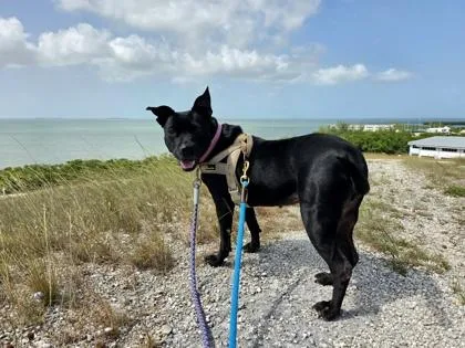 An adult large-sized female Black Labrador Retriever dog named Lola for adoption in Key West, FL