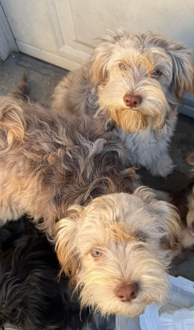 Blueberry thumbnail 2