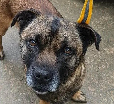 An adult medium-sized male Terrier dog named Kyzer for adoption in Bloomfield, CT