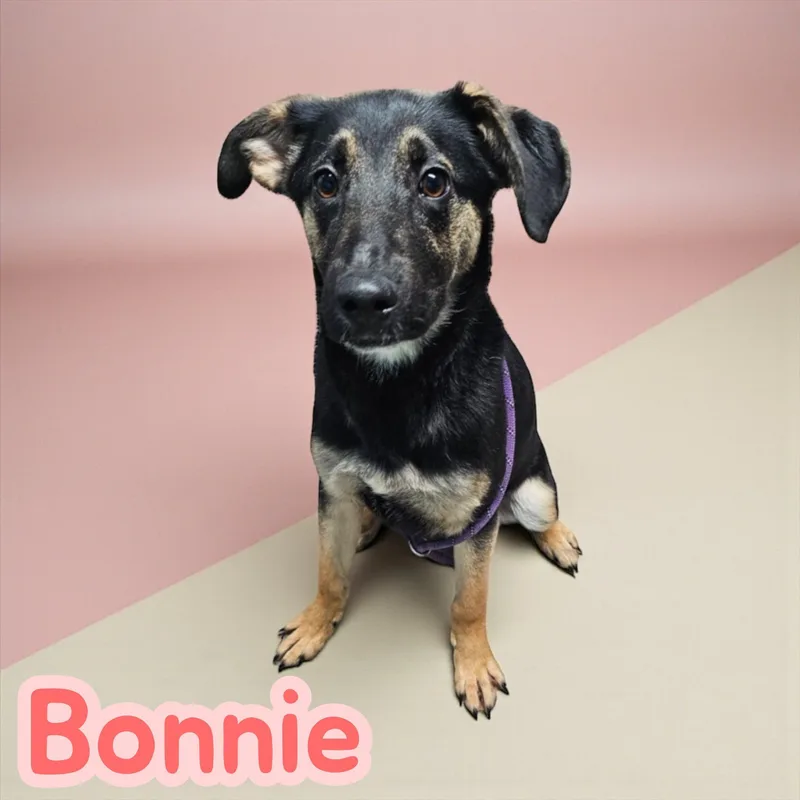 A baby medium-sized female Black German Shepherd Dog dog named Bonnie  Dog & for adoption in Chuckey, TN