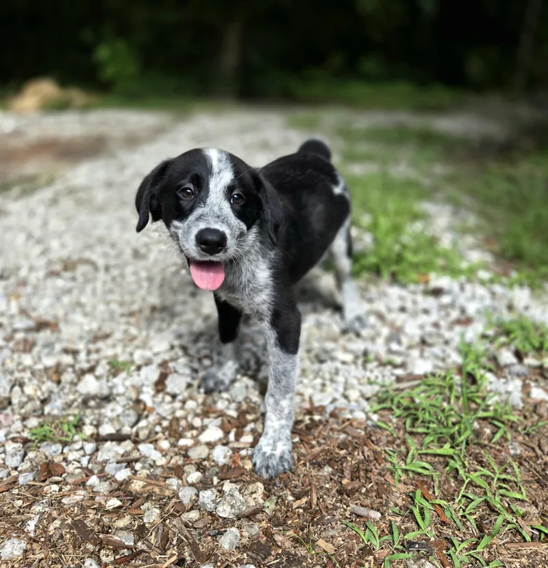 Pawlie Pawnuts