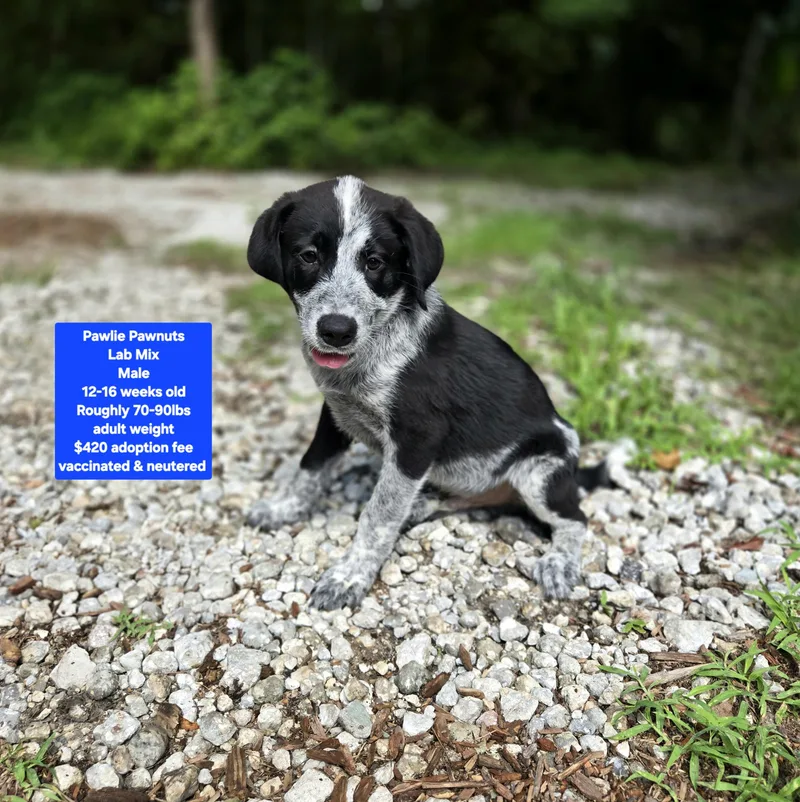 Pawlie Pawnuts thumbnail 2