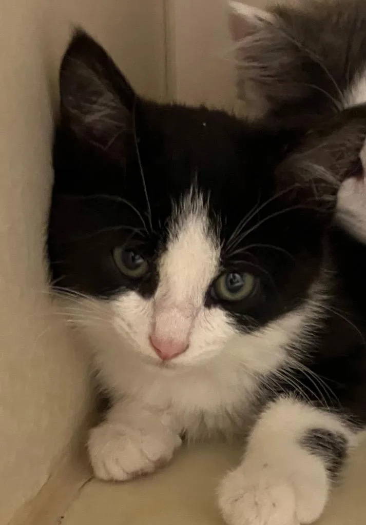 A baby medium-sized female Domestic Short Hair cat named Bermuda for adoption in Christiansburg, VA