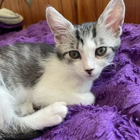 A baby small-sized male Gray / Blue / Silver Domestic Short Hair cat named Momo Hyatt for adoption in Eagle Mountain, UT