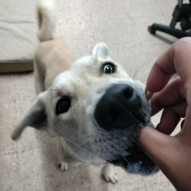 Balto thumbnail 6