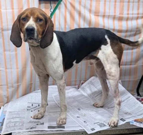 An adult medium-sized male Tricolor (Brown, Black, & White) Treeing Walker Coonhound dog named Luther for adoption in Hazard, KY