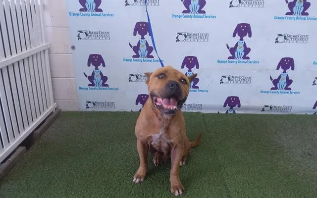 An adult large-sized male Pit Bull Terrier dog named Kayden for adoption in Orlando, FL