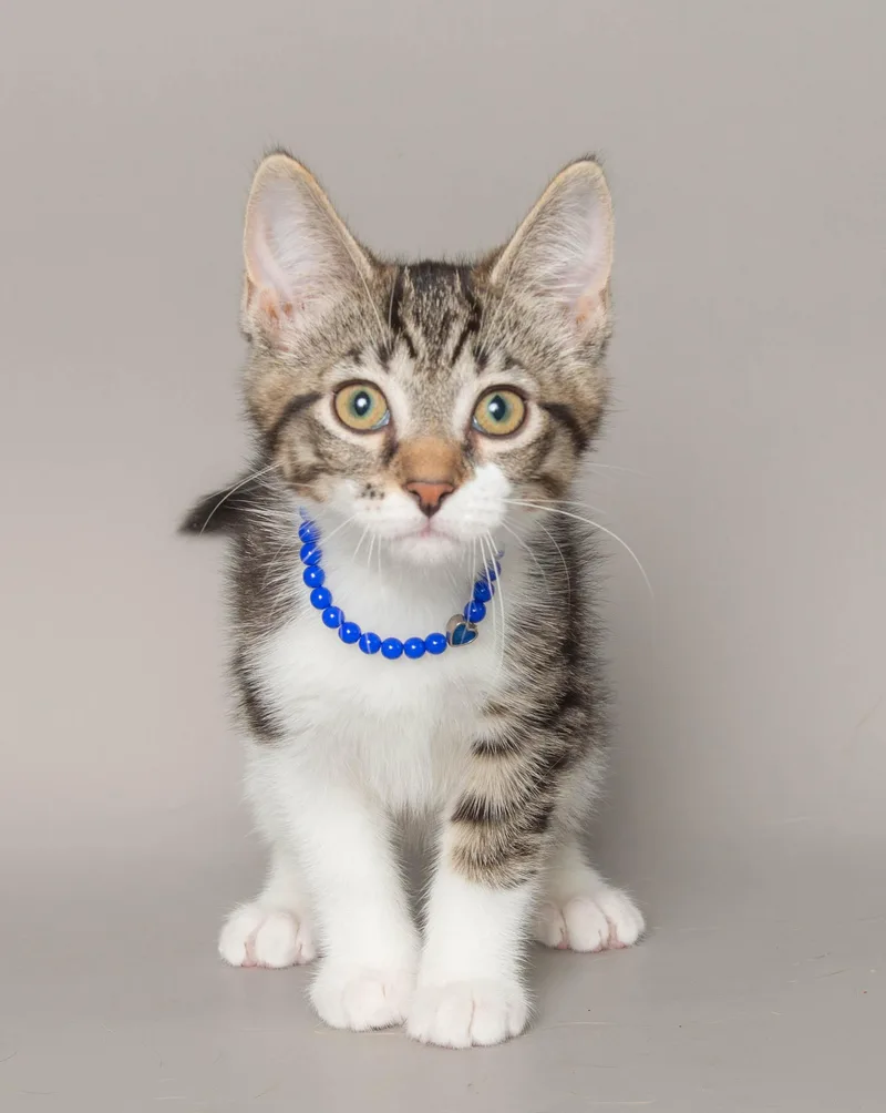 A young medium-sized female Tabby (Brown / Chocolate) Domestic Short Hair cat named Elsie for adoption in Wyandotte, MI