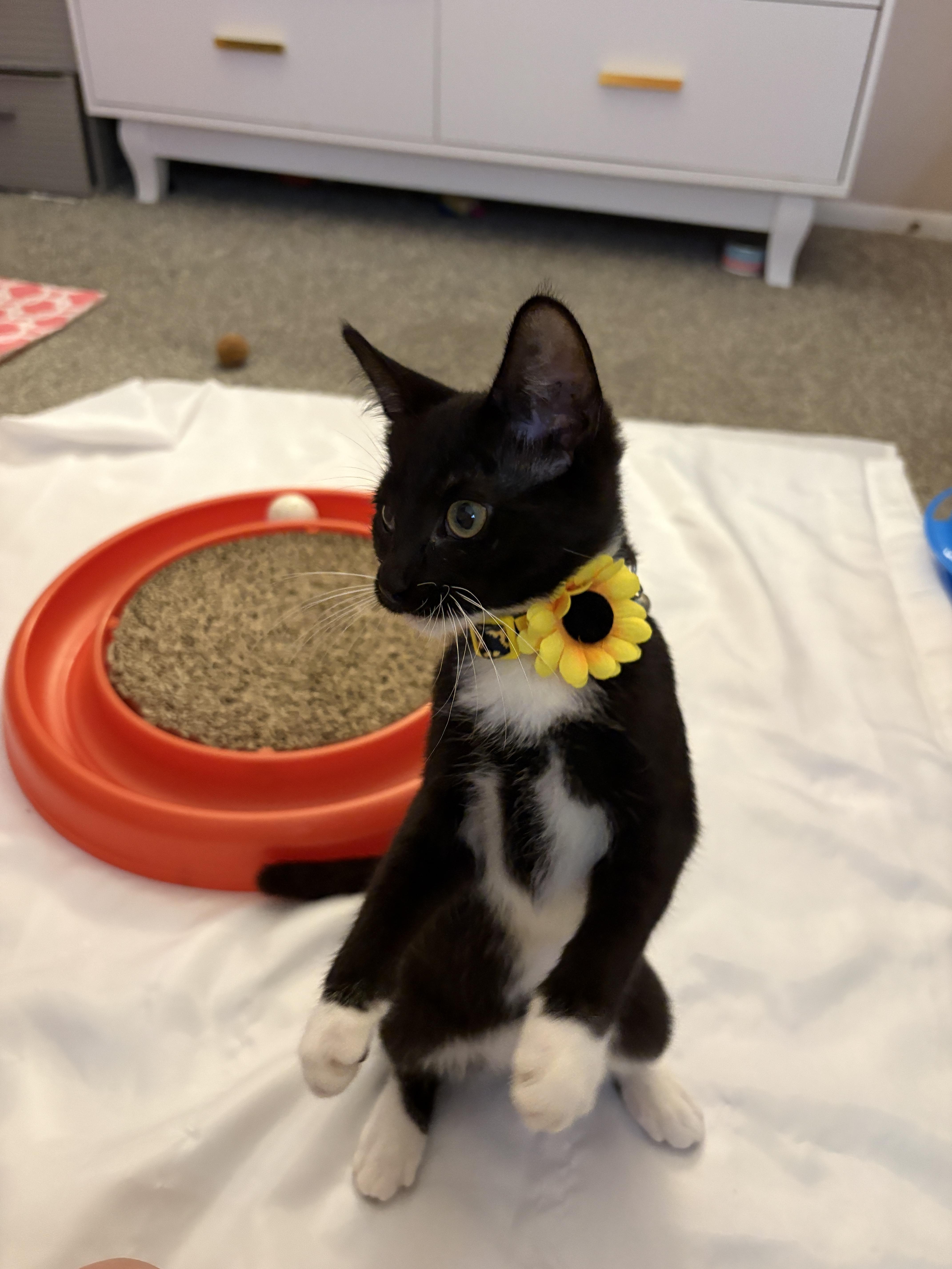 A baby medium-sized female Black & White / Tuxedo Domestic Short Hair cat named Tinkerbell for adoption in Youngstown, OH