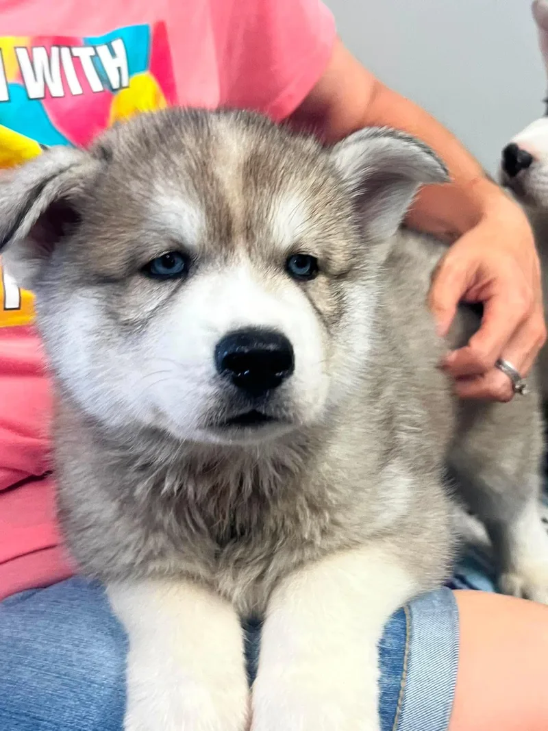 A baby medium-sized male White / Cream Husky dog named Cosmo for adoption in Palos Heights, IL