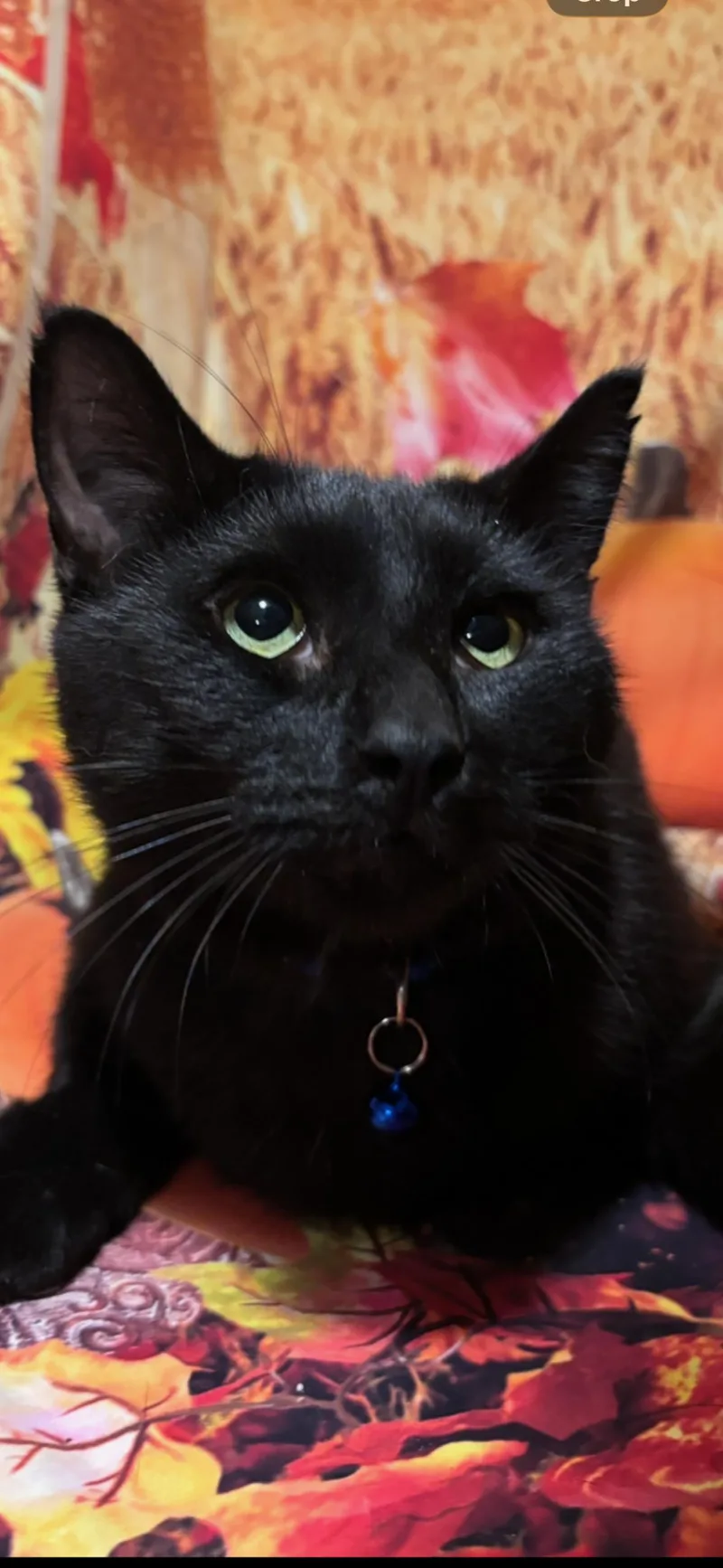 An adult medium-sized male Black Domestic Short Hair cat named Peppermint Milkshake for adoption in Flushing, NY