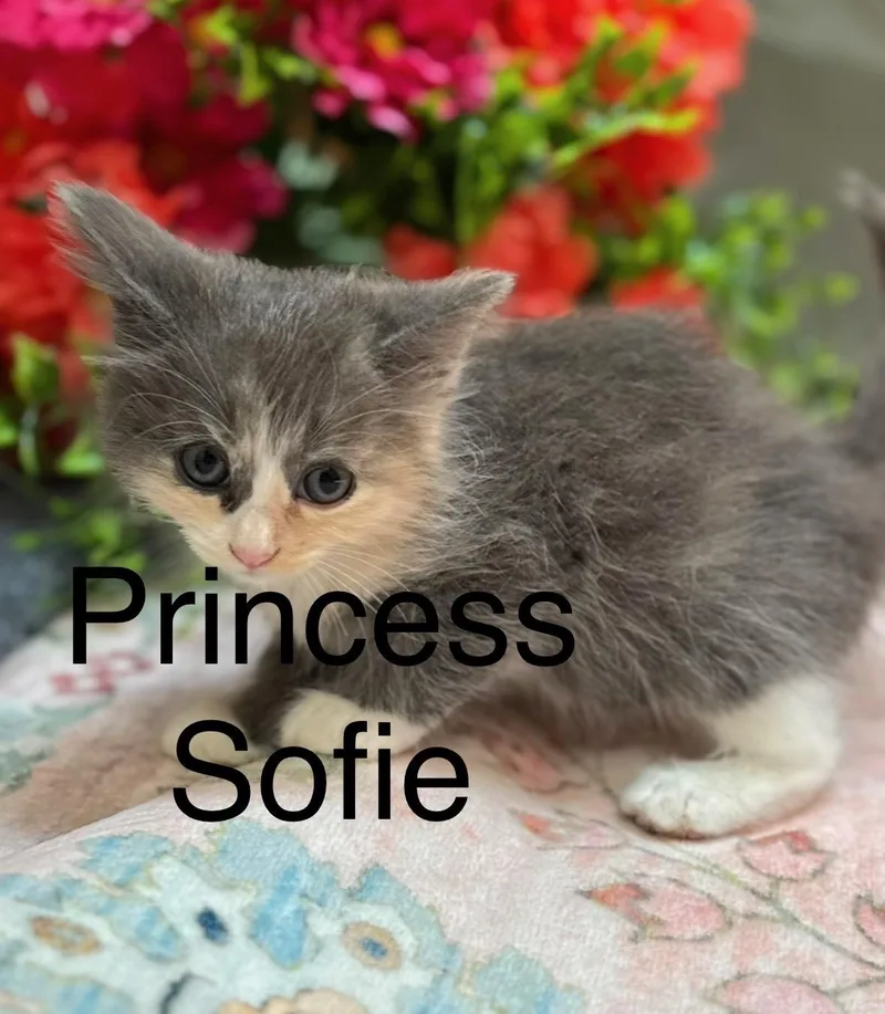 A baby medium-sized female Tabby cat named Bella for adoption in Fullerton, CA