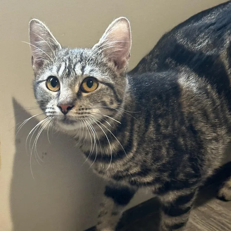 A baby small-sized female Gray / Blue / Silver Domestic Short Hair cat named Ringo for adoption in San Saba, TX