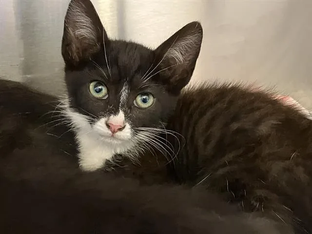 A baby small-sized female Domestic Short Hair cat named Dobbins for adoption in Tustin, CA