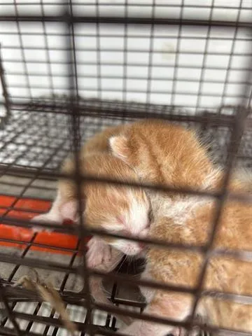 A baby small-sized male Domestic Short Hair cat named A for adoption in Houston, TX