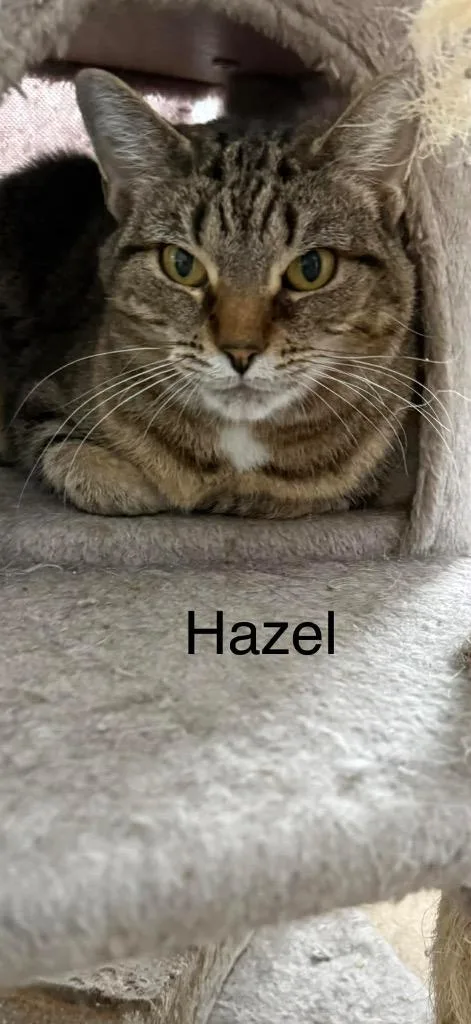 Hazel