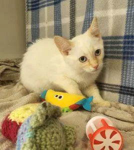 A young medium-sized male Domestic Short Hair cat named Lewis for adoption in Bucyrus, OH