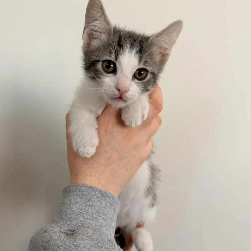 A baby medium-sized male Tabby (Gray / Blue / Silver) Tabby cat named Nectarine for adoption in Henderson, NV