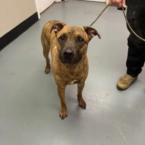 An adult large-sized male Brindle Pit Bull Terrier dog named Griffin for adoption in Phoenix, OR