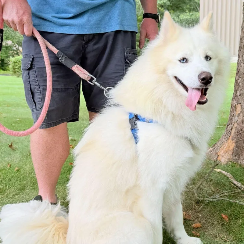 An adult large-sized male White / Cream Siberian Husky dog named Finnick for adoption in Old Lyme, CT