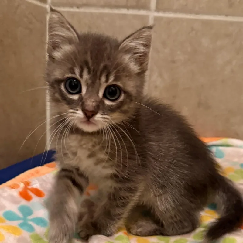 A baby small-sized male Gray / Blue / Silver Domestic Medium Hair cat named Oregano for adoption in Sunnyvale, CA