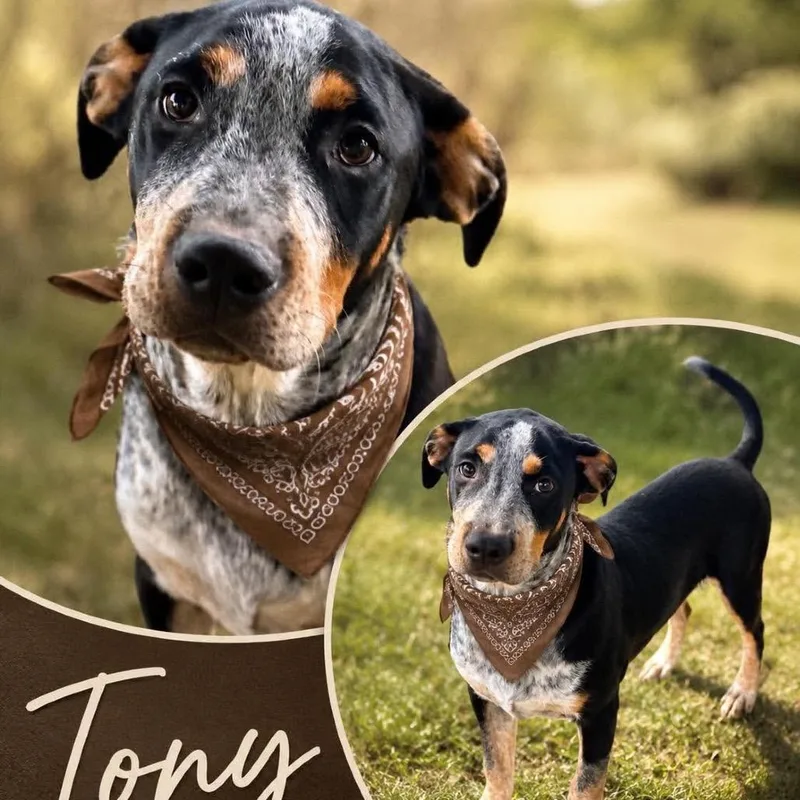 A baby medium-sized male Black Terrier dog named Tony for adoption in Hackett, AR