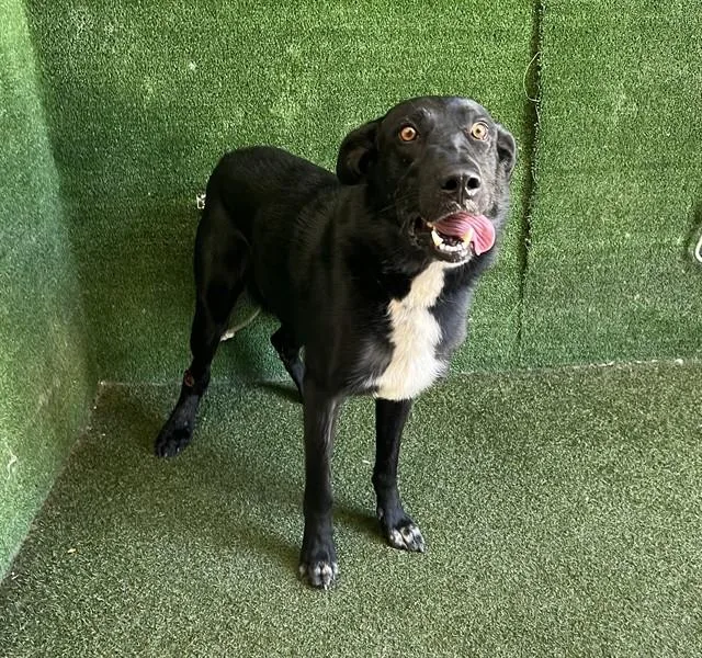 A young large-sized male Labrador Retriever dog named Shang Tsung for adoption in Lancaster, CA