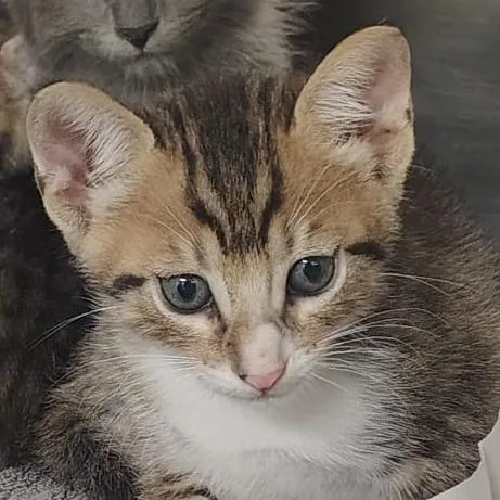 A baby small-sized male Brown / Chocolate Domestic Short Hair cat named Rover for adoption in Vieques, PR