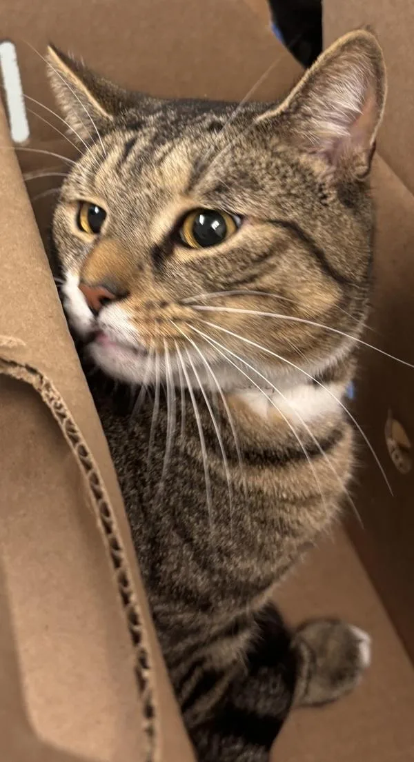 An adult medium-sized male Domestic Short Hair cat named Tobi for adoption in Ridgewood, NY