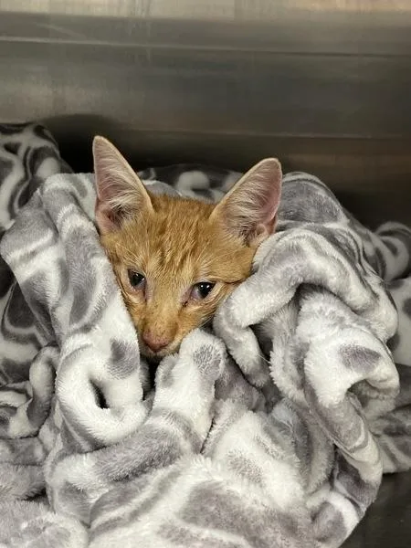A baby small-sized male Domestic Short Hair cat named Finn for adoption in Mobile, AL