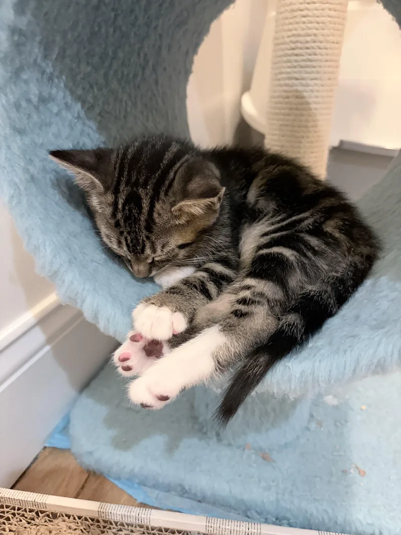 A baby small-sized male Calico Domestic Short Hair cat named Rosie& Hero for adoption in New York, NY