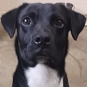 A young medium-sized male Black Labrador Retriever dog named Baxter for adoption in Saint Marys, WV