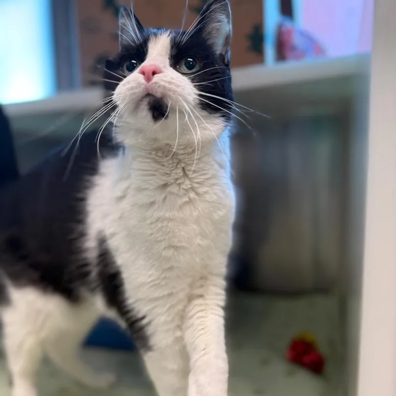 A senior medium-sized female Domestic Short Hair cat named Lola for adoption in Fairport, NY