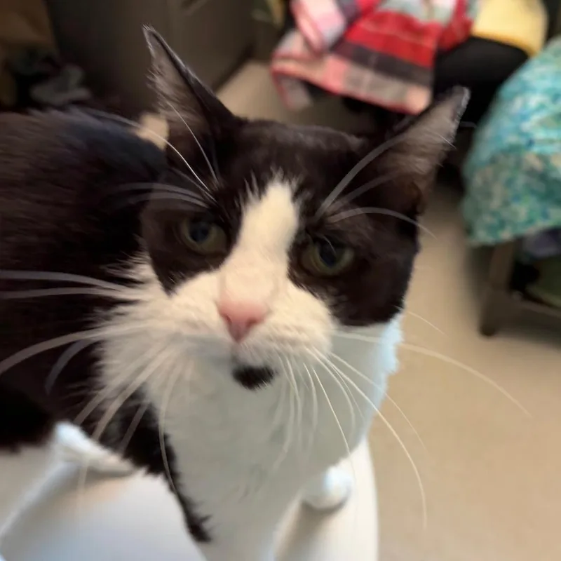 Lola thumbnail 4