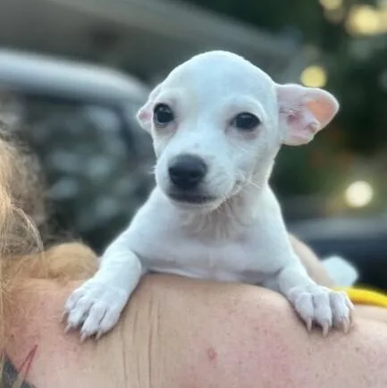 A baby small-sized male White / Cream Chihuahua dog named Aniseed for adoption in Houston, TX