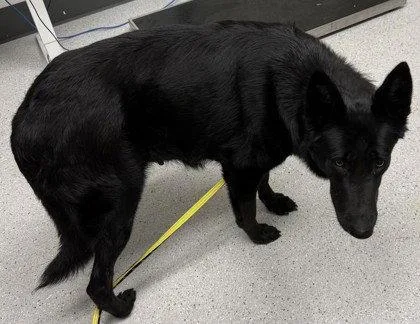 A young large-sized female German Shepherd Dog dog named Karlita for adoption in Oakland, CA