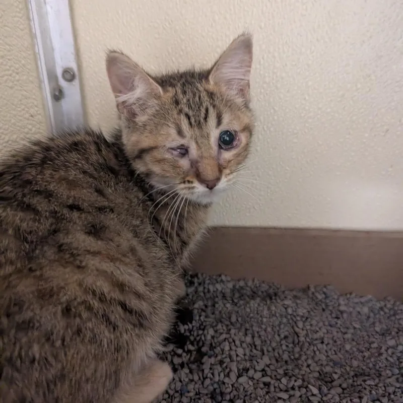 A baby small-sized female Domestic Short Hair cat named Tilly for adoption in Jeffersonville, IN