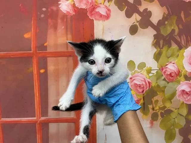 A baby small-sized male Domestic Short Hair cat named Mike for adoption in San Bernardino, CA