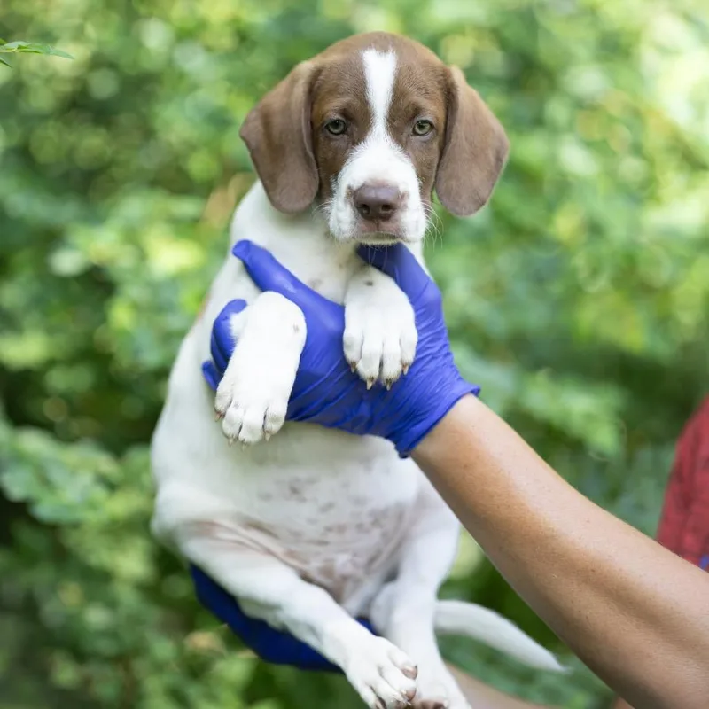 A baby small-sized male Brown / Chocolate German Shorthaired Pointer dog named Copper for adoption in New Fairfield, CT