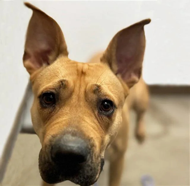 A young medium-sized female Pit Bull Terrier dog named Gemma for adoption in Tucson, AZ