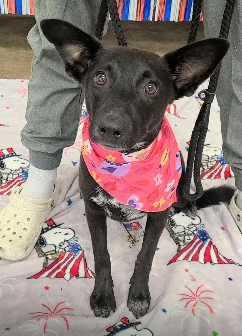 A young medium-sized female Australian Cattle Dog / Blue Heeler dog named Couture for adoption in Bradenton, FL