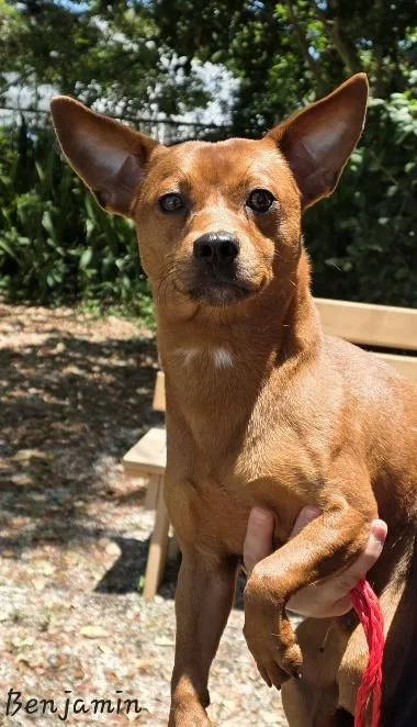 A young small-sized male Chihuahua dog named Benjamin for adoption in Key Largo, FL
